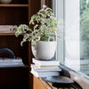 Gray textured pot with green plant on stacked white books and black tray near a large window.