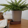 "Modern gray pot with a brown base, featuring vibrant green fern foliage."