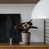 Calathea plant with dark green and maroon patterned leaves in a neutral pot, set against a modern decor backdrop.