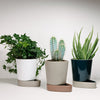 "Set of three stylish plant pots in white, beige, and dark green with smooth, modern patterns and matching saucers."