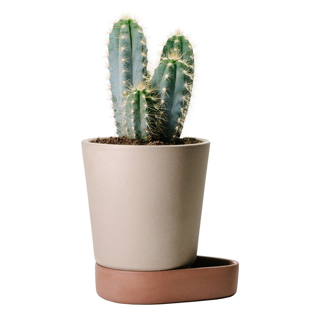 Green cactus in a textured light beige pot with a matching terracotta saucer. Natural colors and modern design.