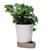 Green ivy plant in a sleek white pot with a light brown saucer, showcasing a modern and minimalist design.